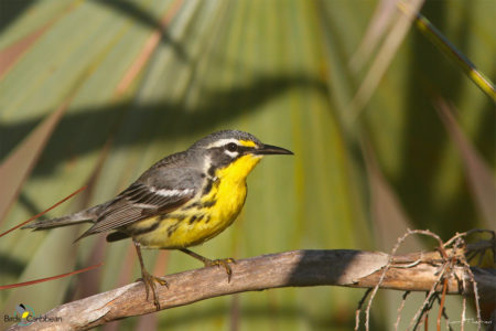 Bahama Warbler