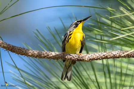 Bahama Warbler