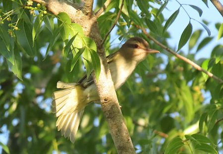 Black-whiskered-Vireo 