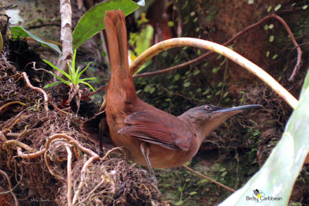 Brown Trembler