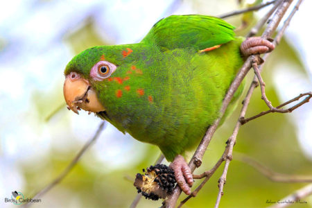 Cuban Parakeet