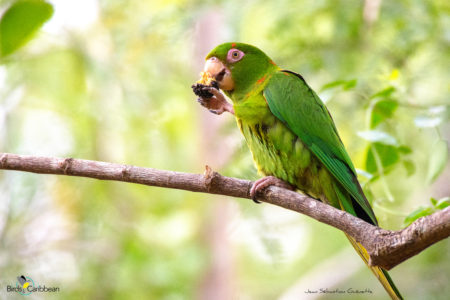 Cuban Parakeet feeding on berry