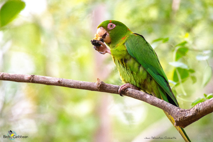 Cuban Parakeet