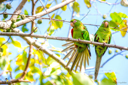 Cuban Parakeets