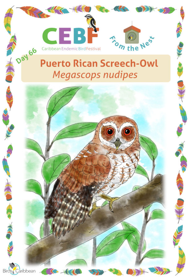 Wesley The Owl PDF Free Download