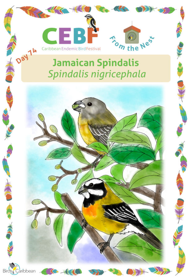 Featured Birds – Page 4 – BirdsCaribbean