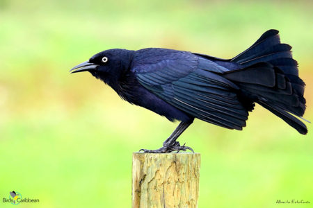 Greater Antillean Grackle