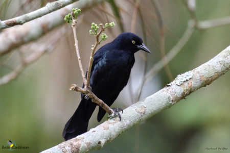 Greater Antillean Grackle