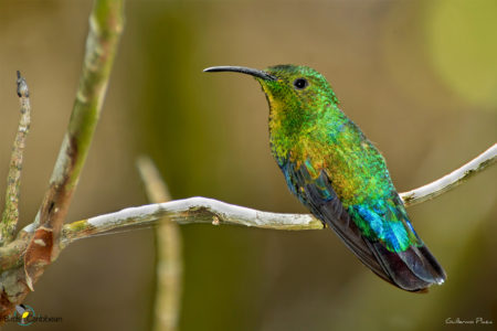 Green-throated Carib