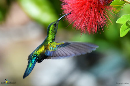 Green-throated Carib