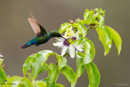 Green-throated Carib