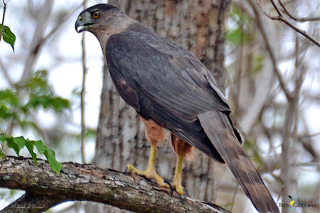 Adult Gundlach's Hawk