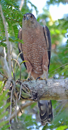 Gundlach's Hawk perched.