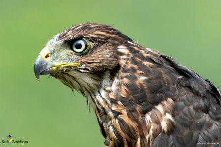 Juvenile Gundlach's Hawk