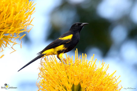 Hispaniolan Oriole 