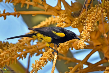 Hispaniolan Oriole 