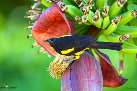 Hispaniolan Oriole 