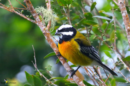 Male Jamaican Spindalis