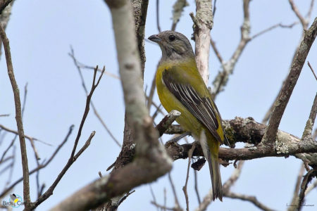 Female Jamaican Spindalis