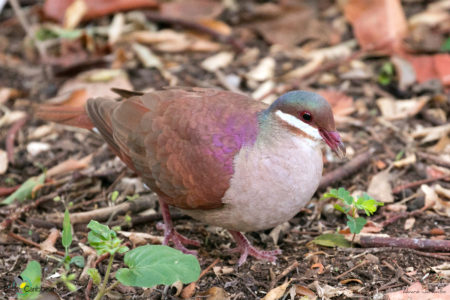 Key West Quail-Dove