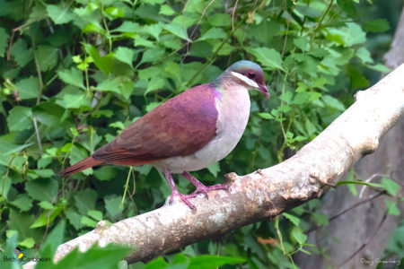 Key West Quail-Dove