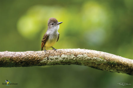 Lesser Antillean Flycatcher