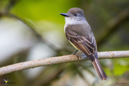 Lesser Antillean Flycatcher