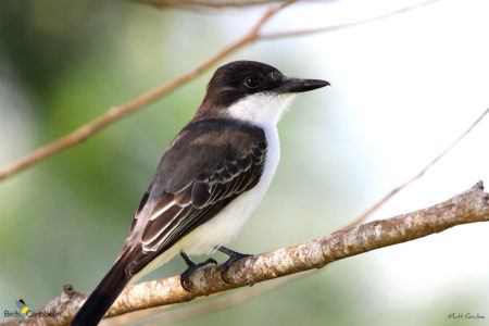 Loggerhead Kingbird