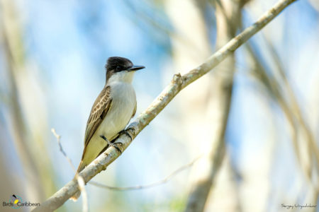 Loggerhead Kingbird