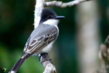 Loggerhead Kingbird