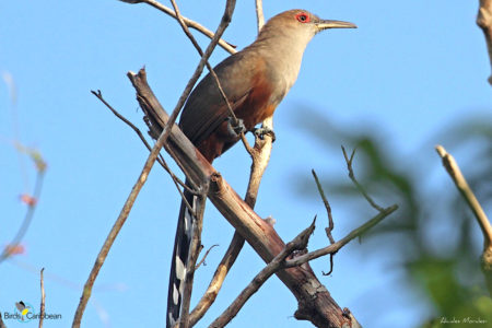 Puerto Rican Lizard Cuckoo