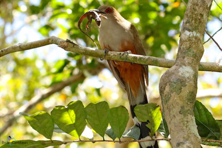Puerto Rican Lizard Cuckoo