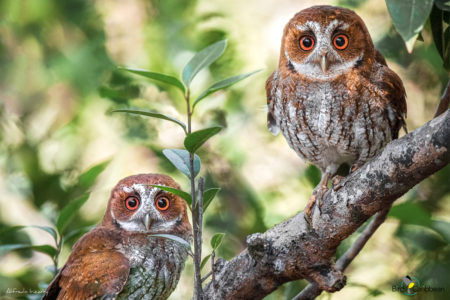 Puerto Rican Screech-Owls