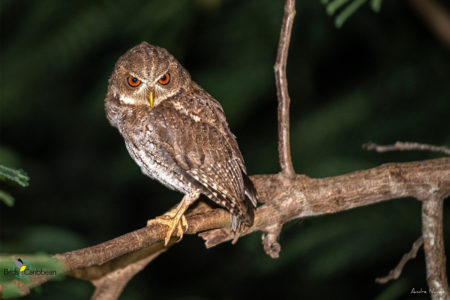 Puerto Rican Screech-Owl