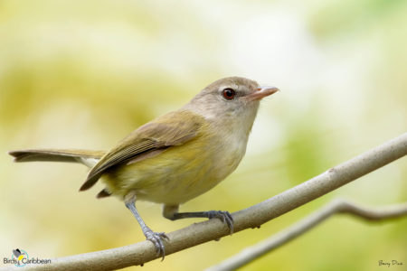 Puerto Rican Vireo 