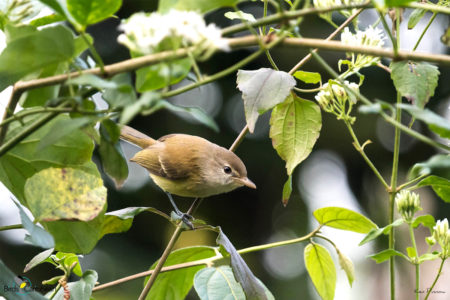 Puerto Rican Vireo