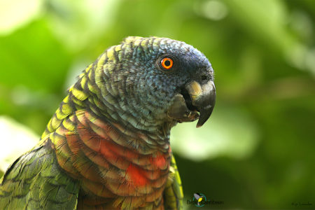 St Lucia Parrot