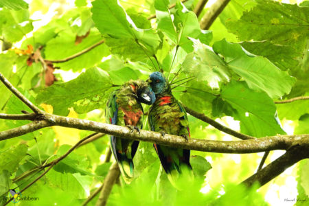 St Lucia Parrot