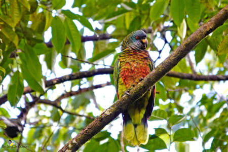 St Lucia Parrot