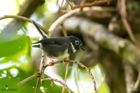 Whistling Warbler