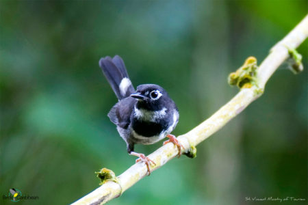 Whistling Warbler