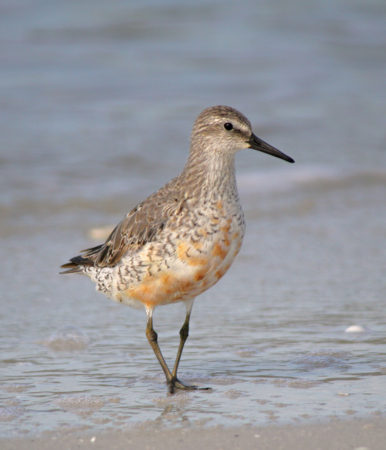 Red Knot molting in September with some patches of rusty plumage showing.