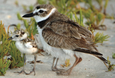 Wilson’s Plover parent and two chicks