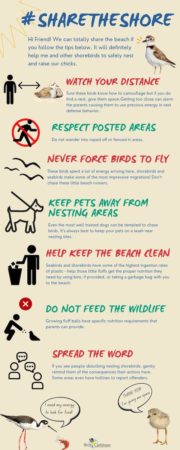 infographic-tips-for-sharing-the-shore-with-shorebirds