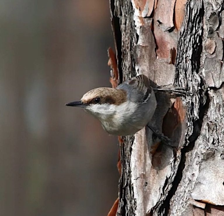 Bahama Nuthatch