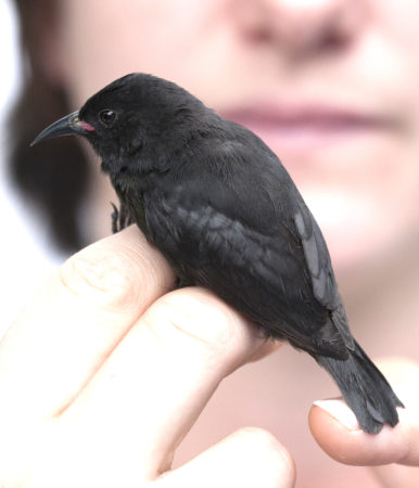 Black morph Bananaquit, found on Grenada