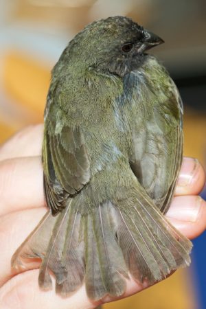 Black-faced Grassquit