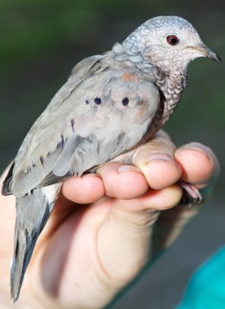 Common Ground Dove