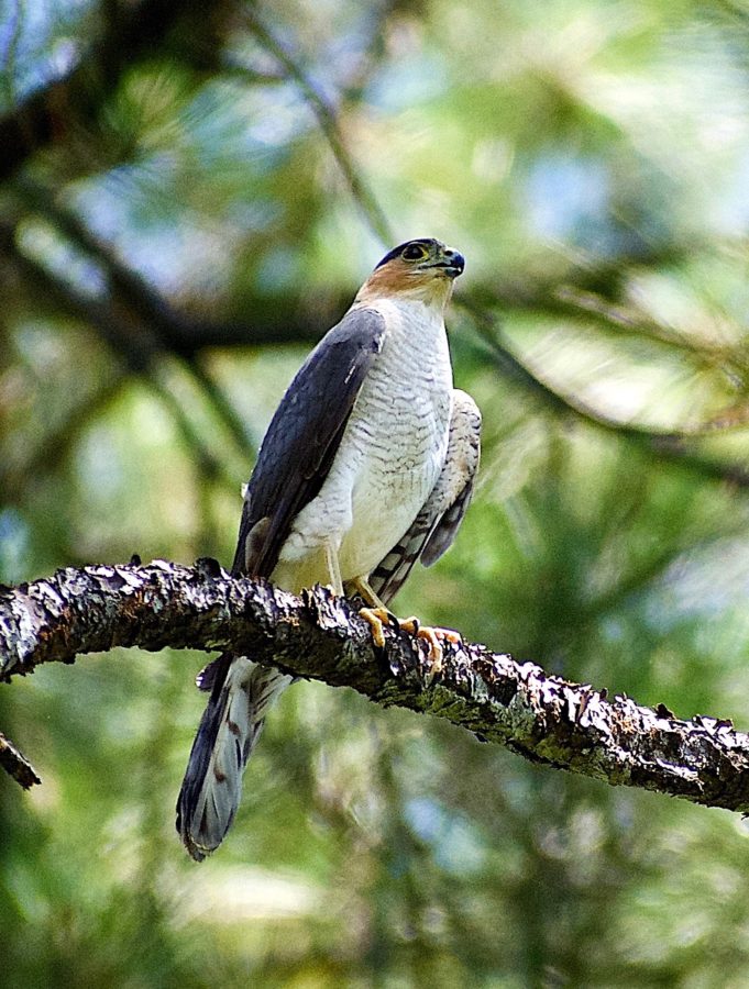 Cuban Sharp-shinned-Hawk, Gavilancito