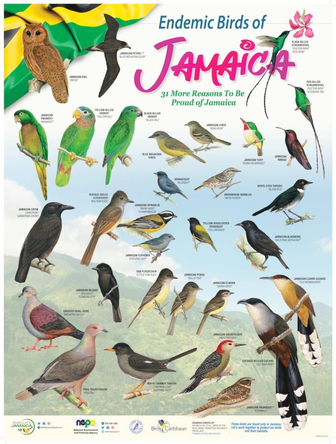 Endemic Birds of Jamaica Poster